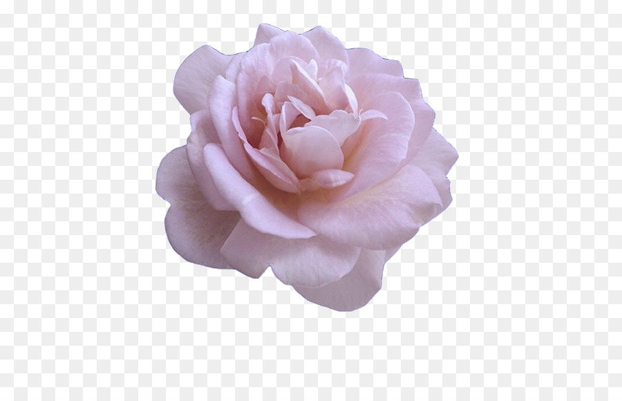 Flor Rosa，Florescer PNG