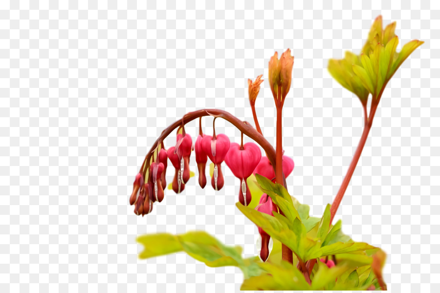 Cortar Flores，Caule Da Planta PNG