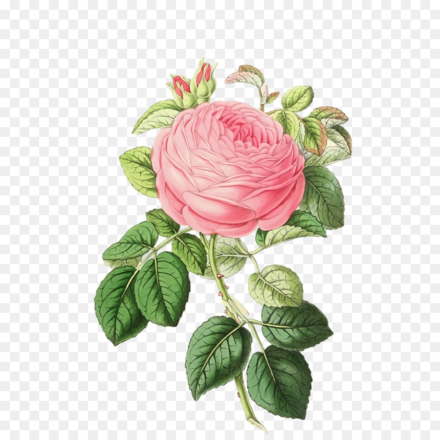 Rosas Do Jardim，Rosa De Repolho PNG