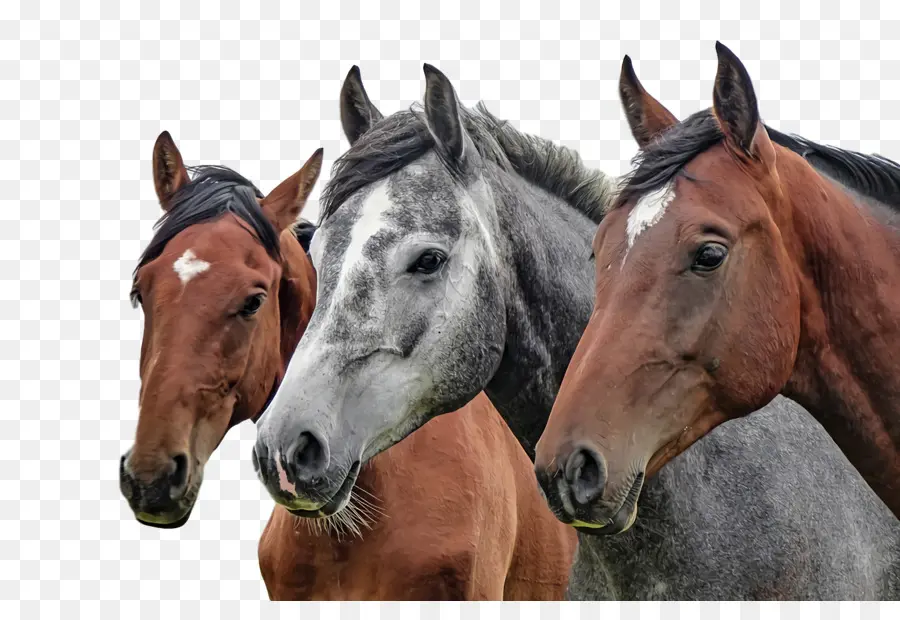 Equestrianism，Cavalos PNG