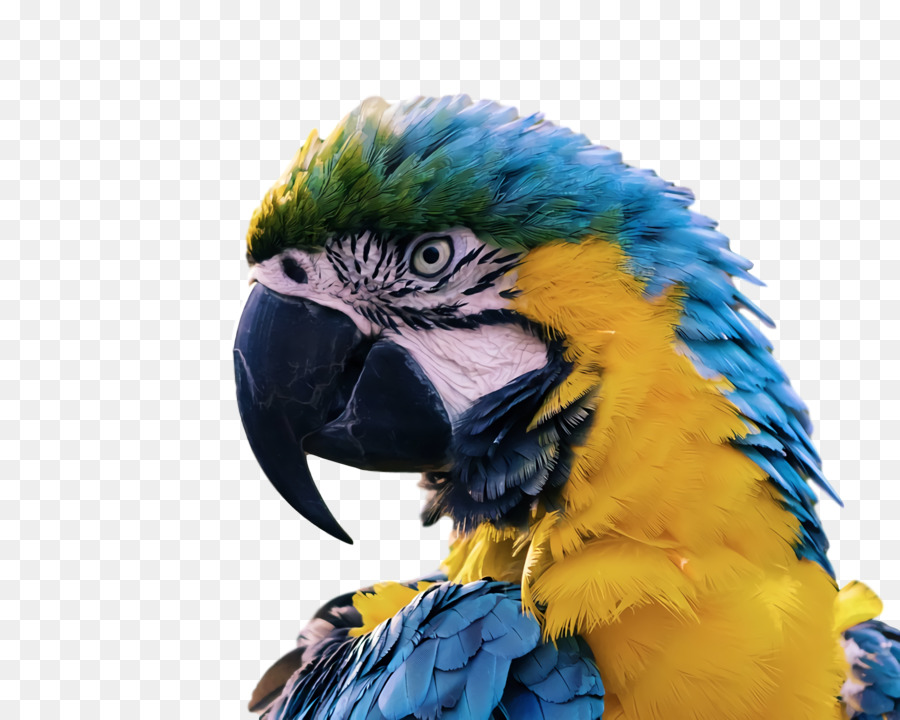 Papagaios，Pássaros PNG