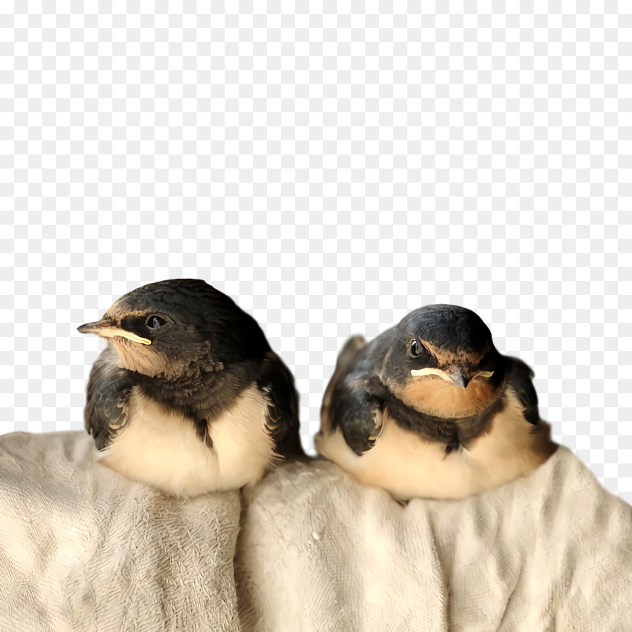 Pássaros，Trekhorated Swallow PNG