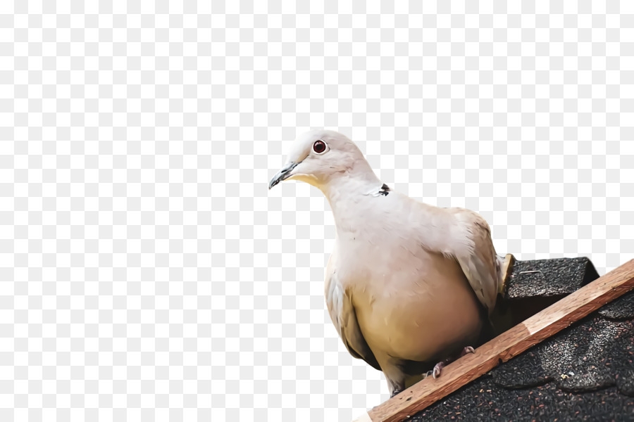 Bico，Columbidae PNG