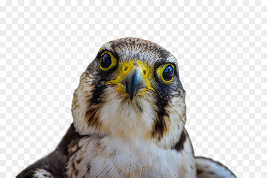 Corujas，Aves PNG