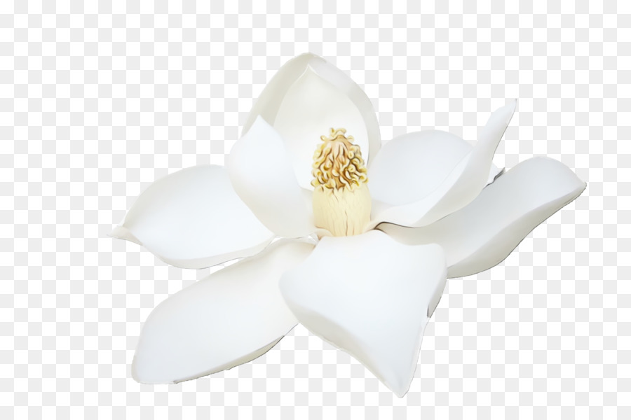 Flor Branca，Florescer PNG