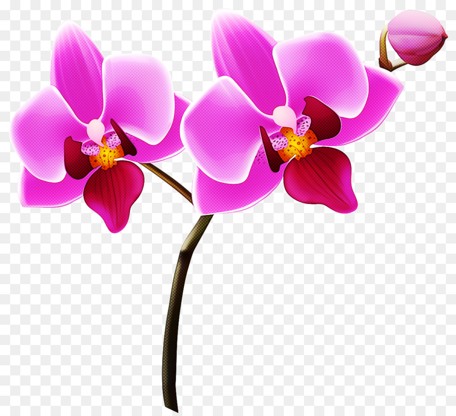 Phalaenopsis Equestris，Flor PNG