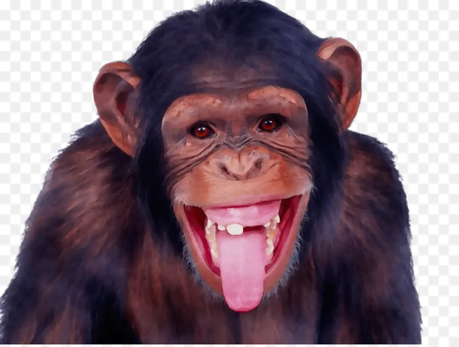 Chimpanzé，Macaco Cabide PNG