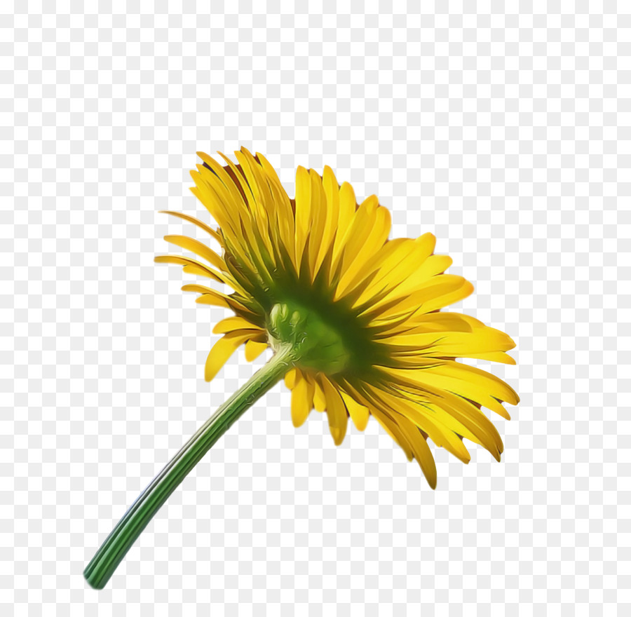 Crisântemo，Oxeye Daisy PNG