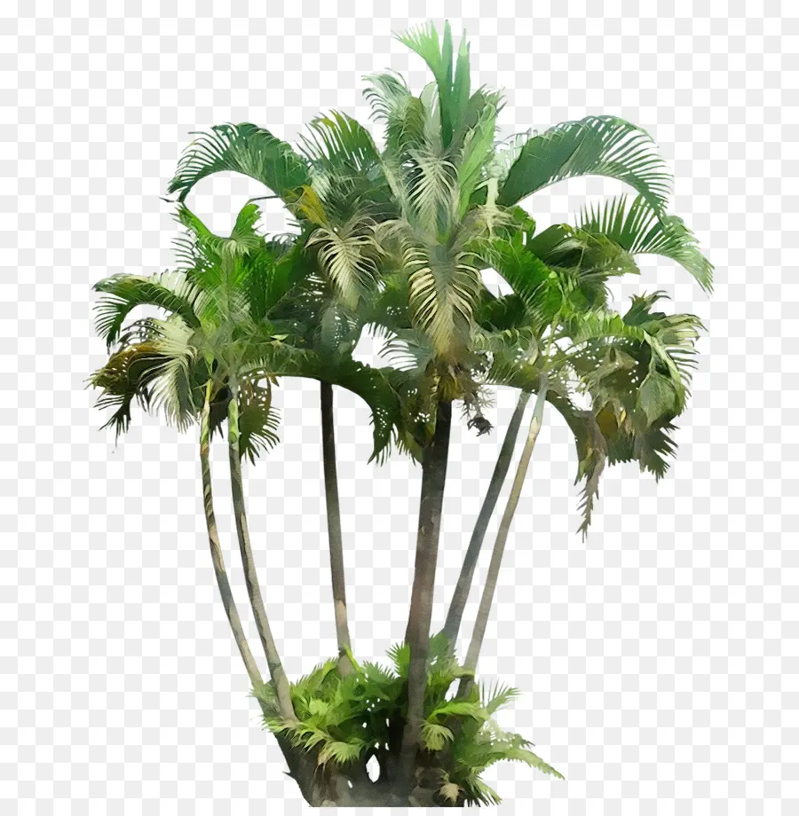 Plantas，Palmeiras PNG