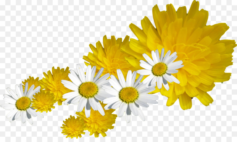 Flores Brancas，Florescer PNG