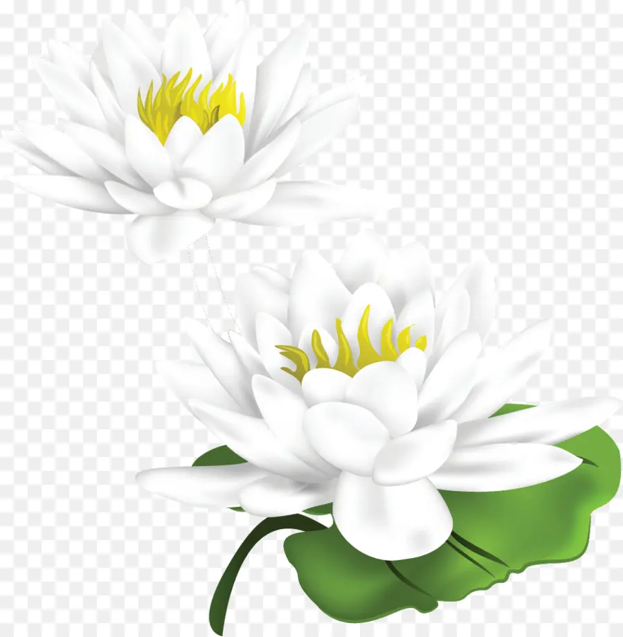 Comum Daisy，Plantas PNG