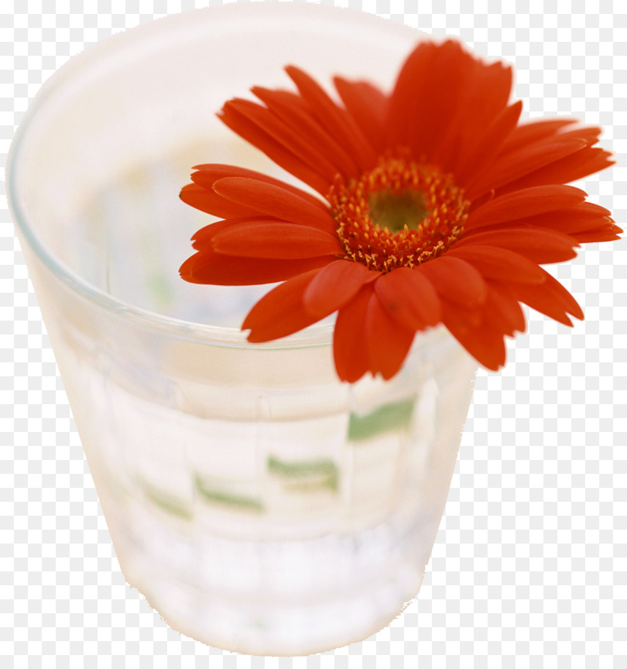 Transvaal Daisy，Conselho PNG