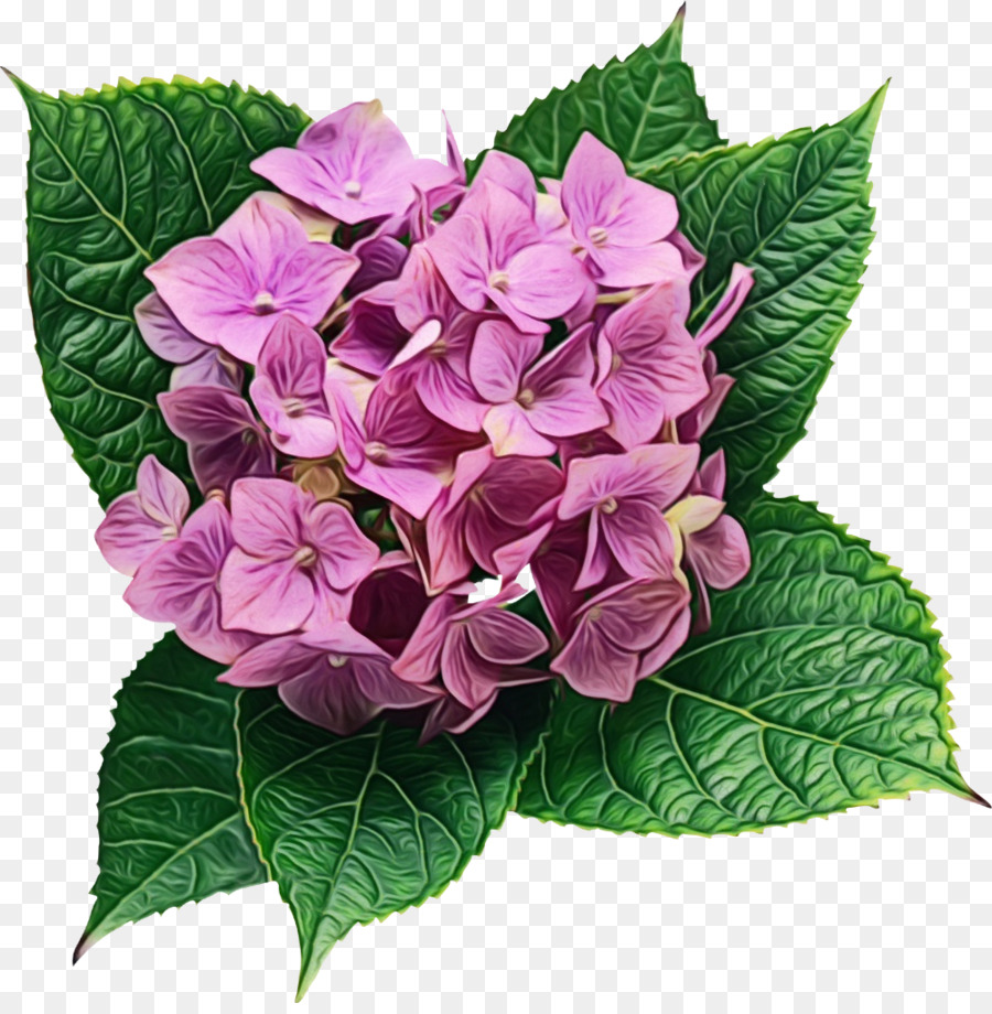 Hortênsia，Flor PNG