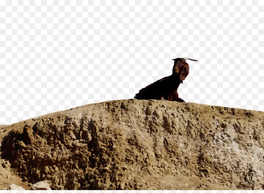 Cachorro，Pedra PNG