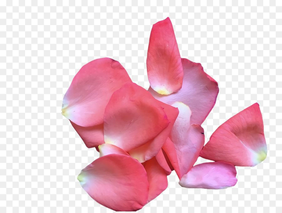Traça Orquídeas，Flores De Corte PNG
