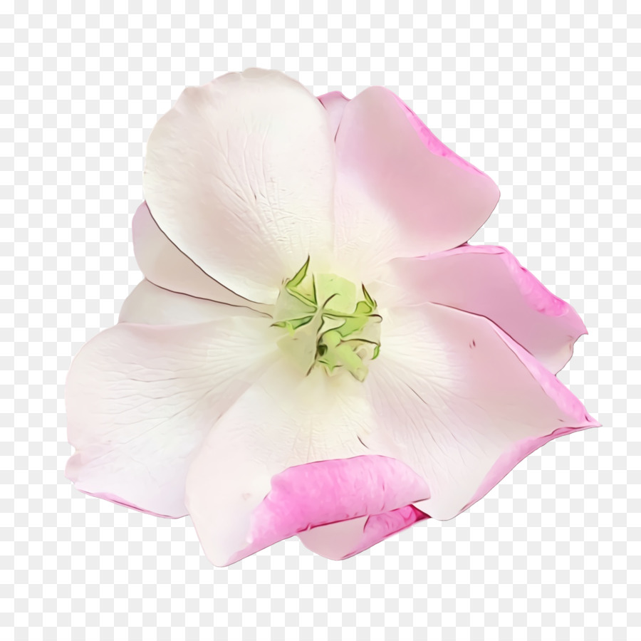 Flor Rosa，Flor PNG