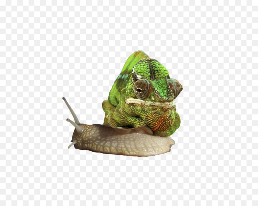 Caracol， PNG