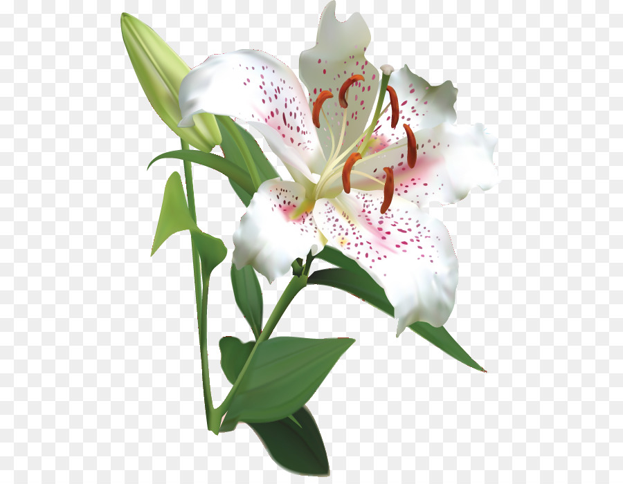 Flores De Corte，Flor PNG