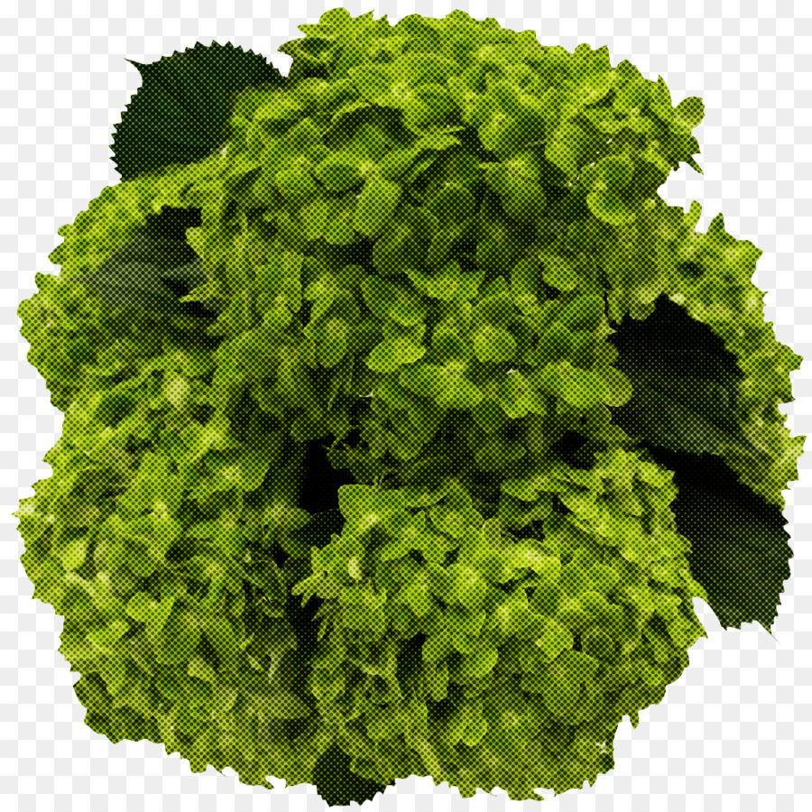 Vegetal，Frutas PNG