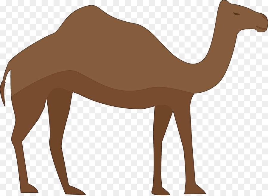 O Dromedário，Bactriana Camelo PNG