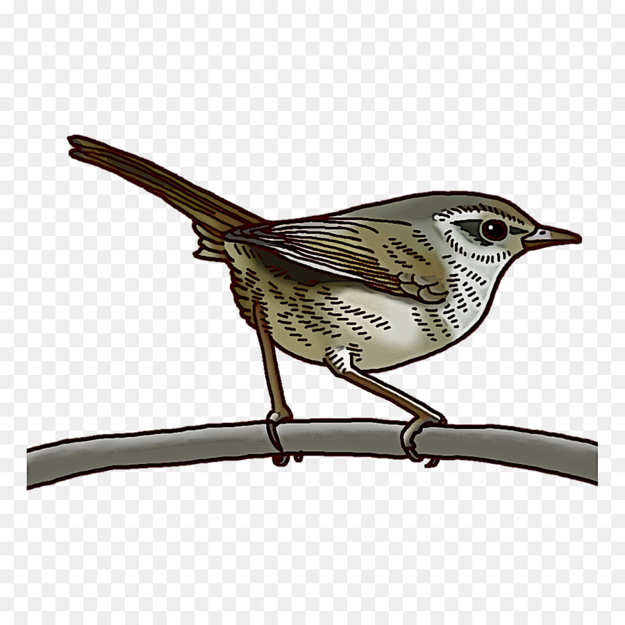 Carriças，Aves PNG