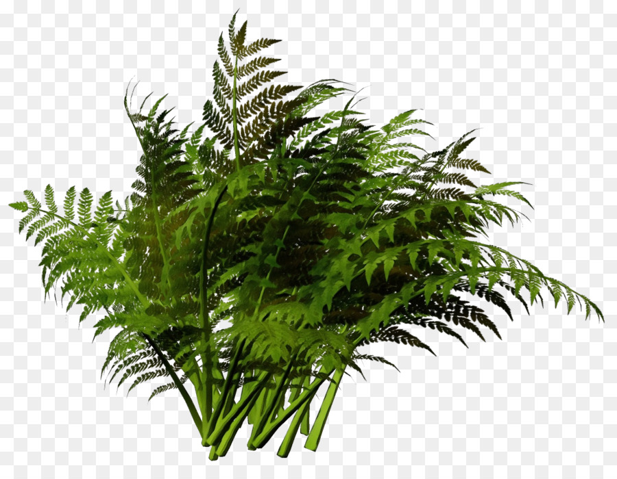 Fern，Terrestre Planta PNG