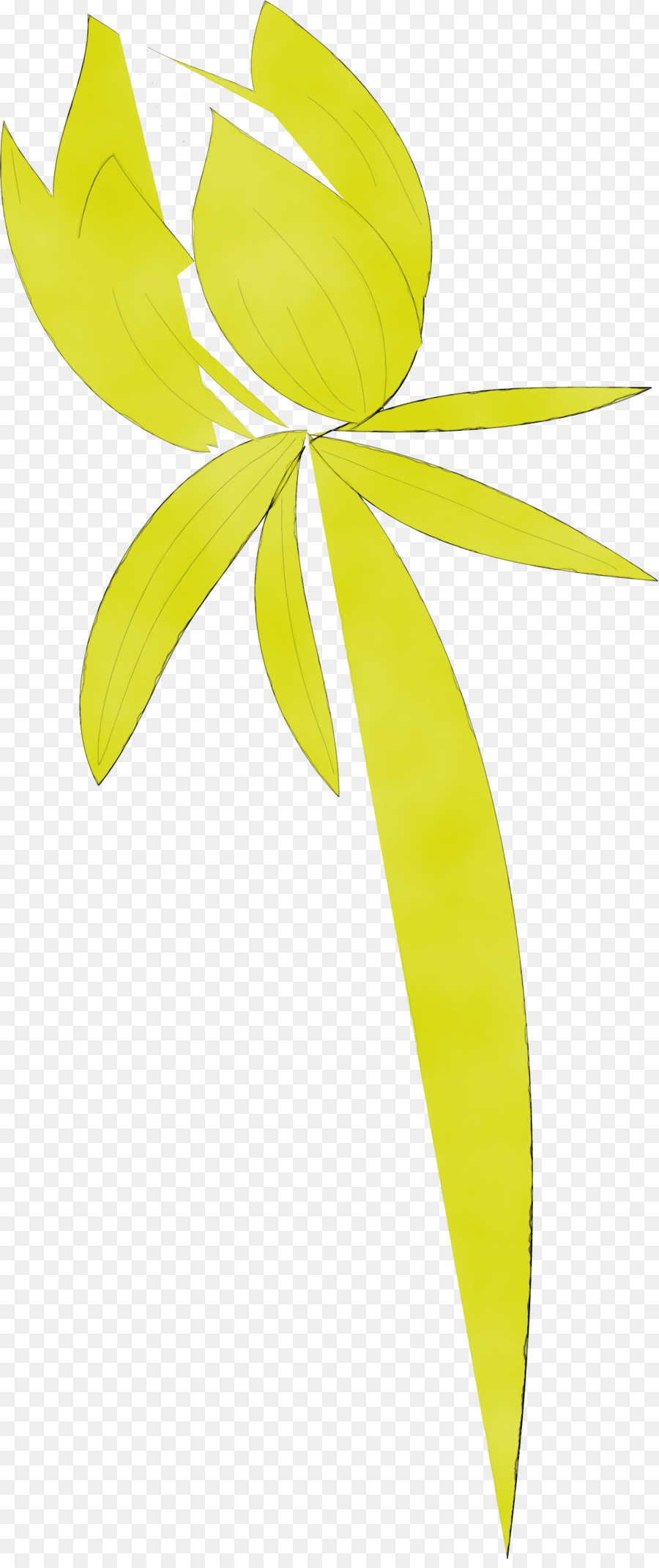 Caule Da Planta，Folha PNG