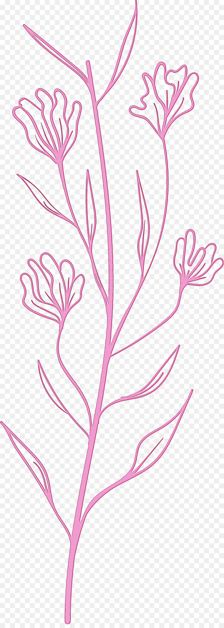 Desenho Floral，Caule Da Planta PNG