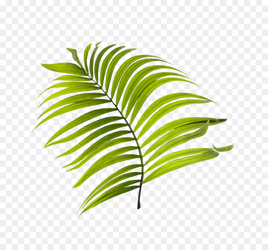 Folha，Caule Da Planta PNG