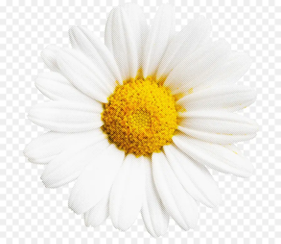 Comum Daisy，Oxeye Daisy PNG