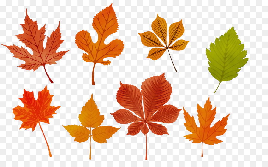 Maple Leaf，Planta De Haste PNG