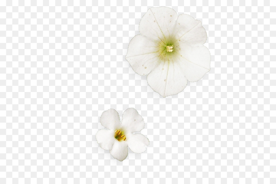 Flor Branca，Florescer PNG