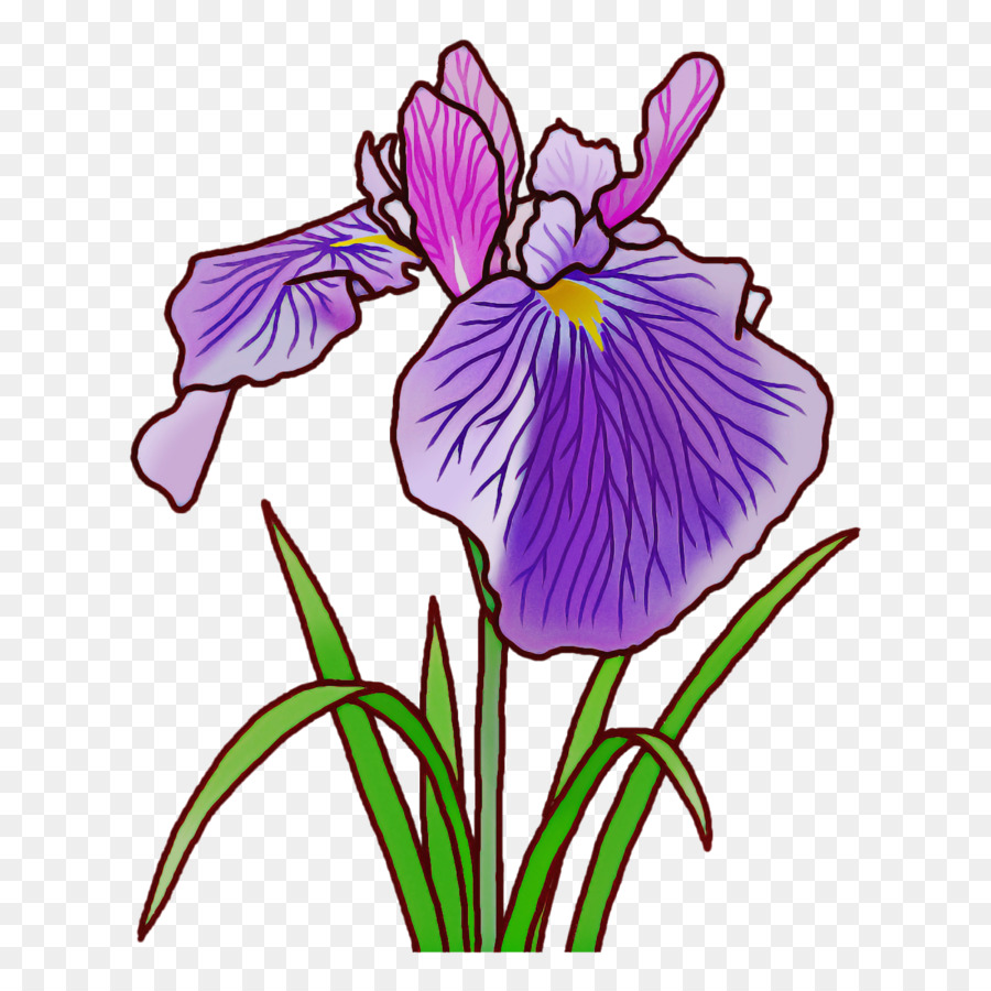 Flor De íris，Roxo PNG