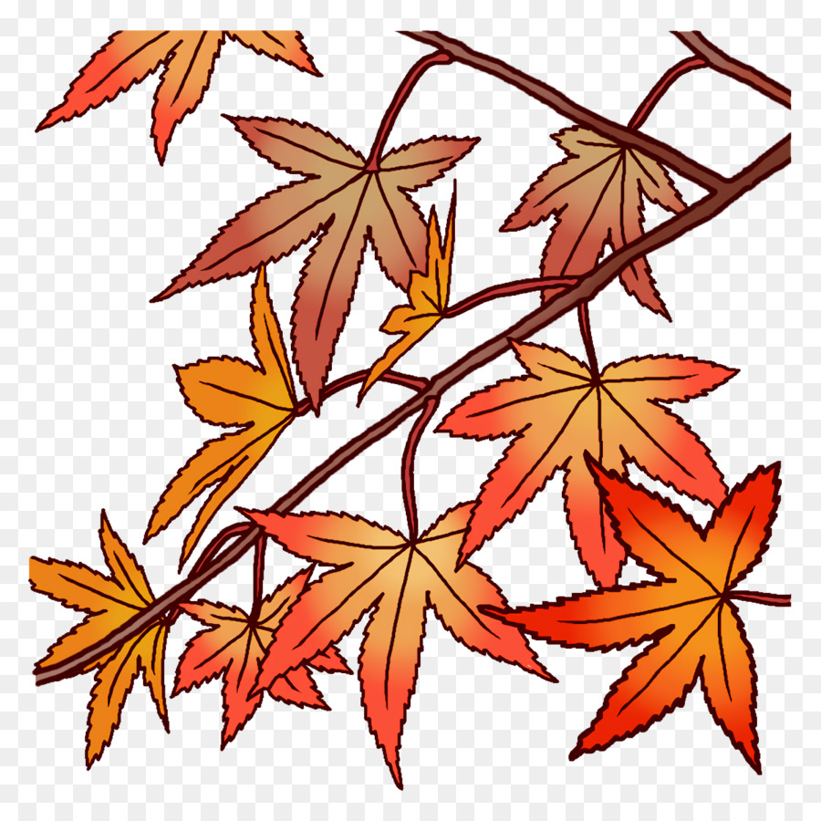 Maple Leaf，Folha PNG