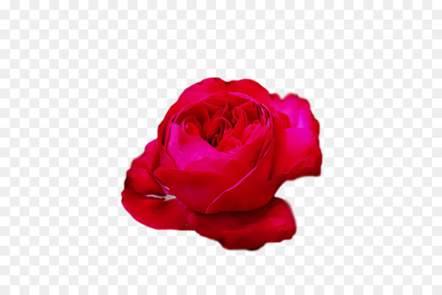 Rosa Rosa，Florescer PNG