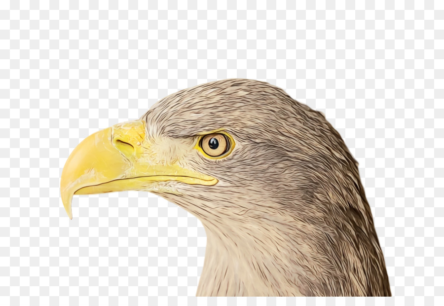 Falcão，Pássaro PNG