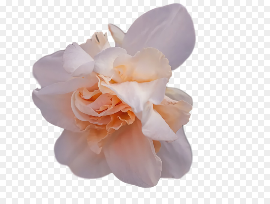 Flor Rosa，Florescer PNG