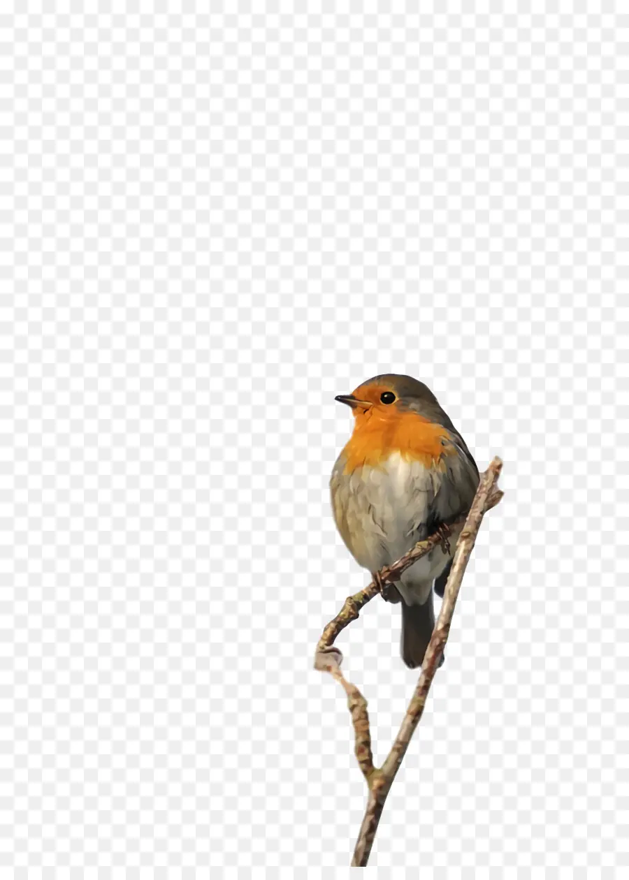 Europeia Robin，Tentilhões PNG