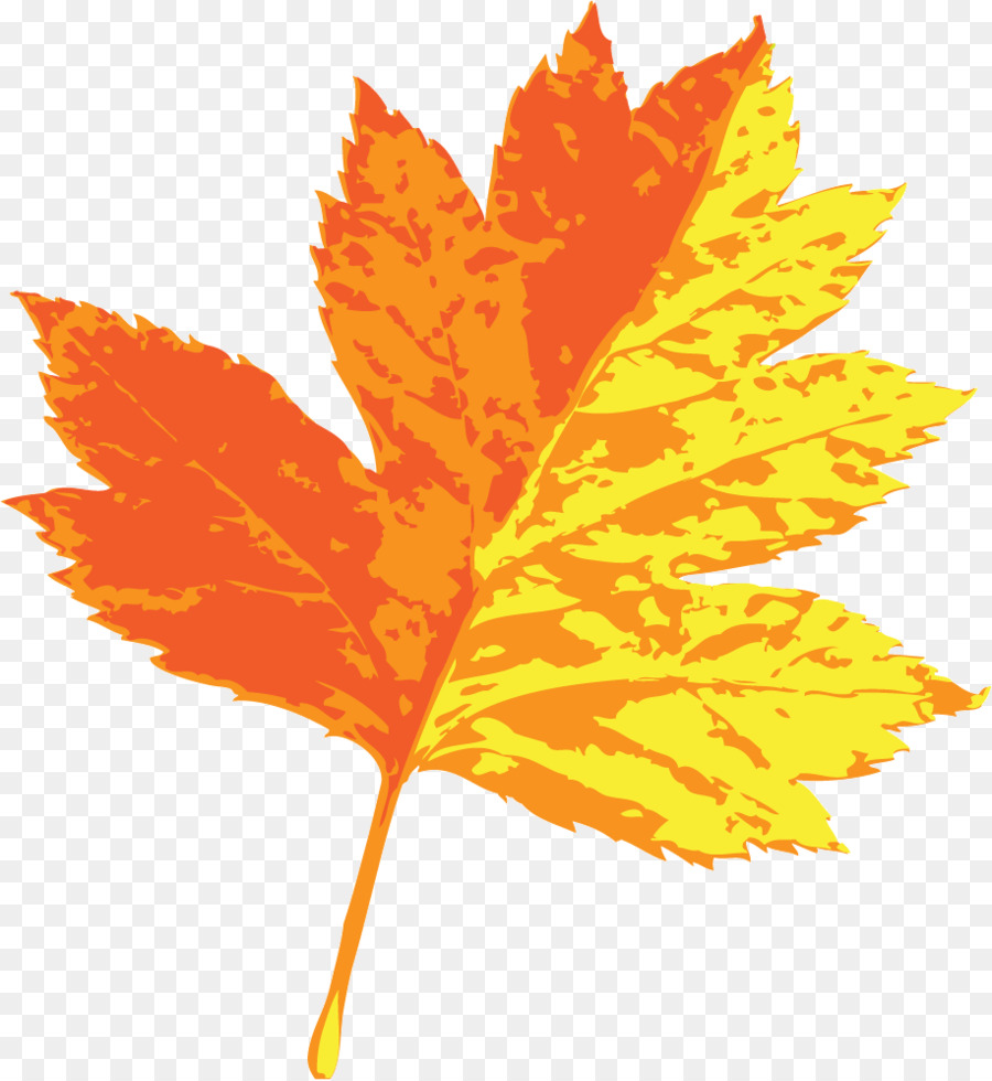 Maple Leaf，Folha PNG