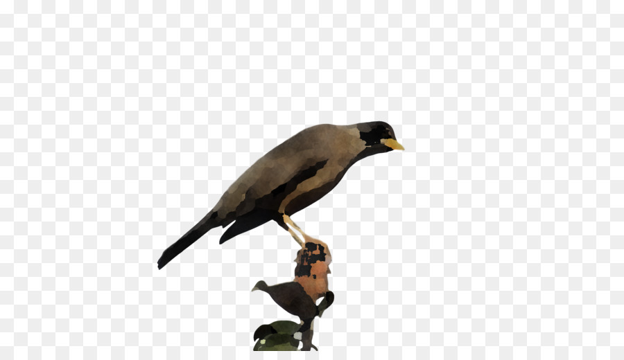 Comum Myna，Tentilhões PNG