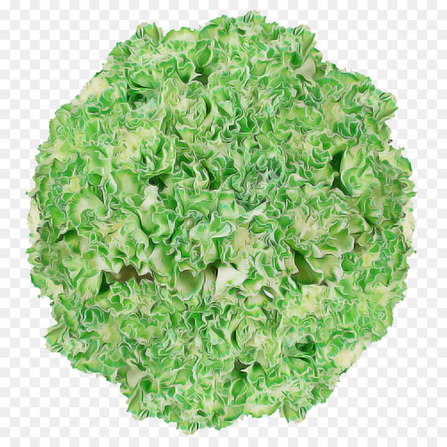 Folha Vegetal，Salada PNG