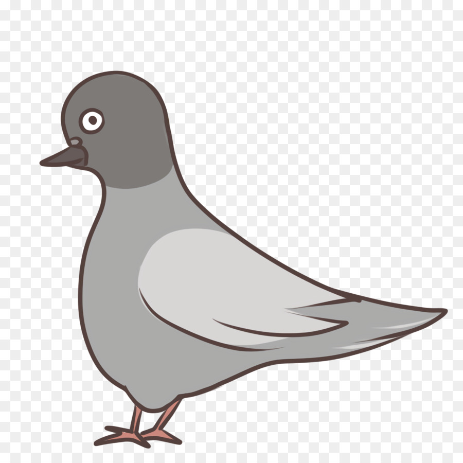 Pato，Pombo Torcaz PNG