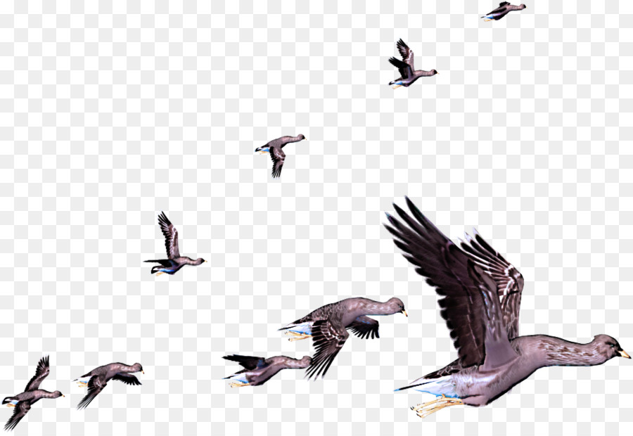 Ganso，Aves PNG