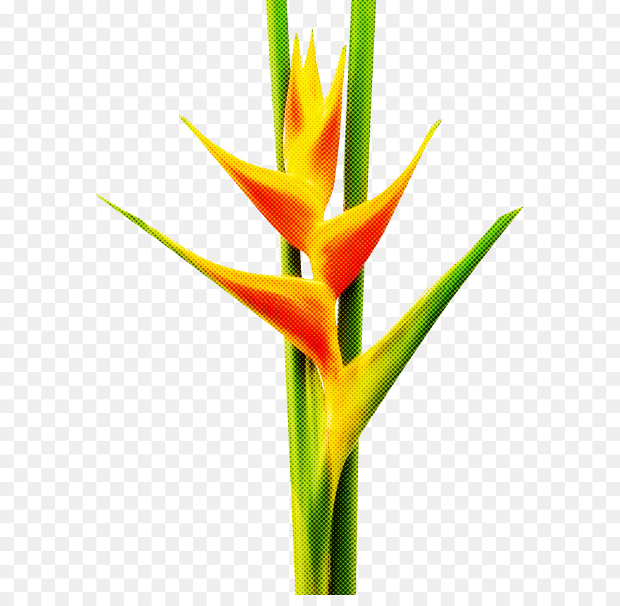 Flor De Helicônia，Tropical PNG