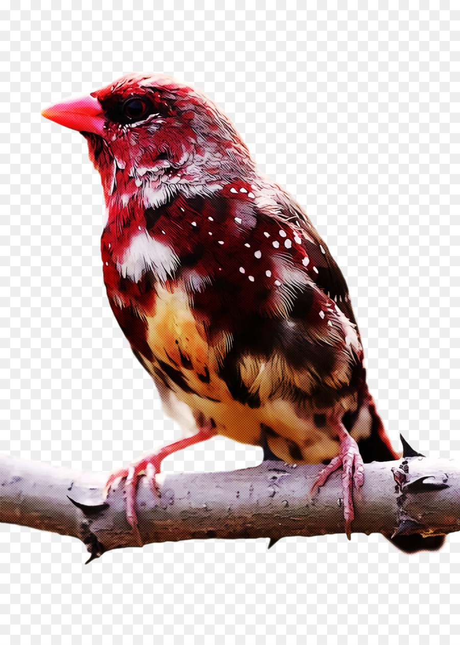 Aves，Fringilla PNG