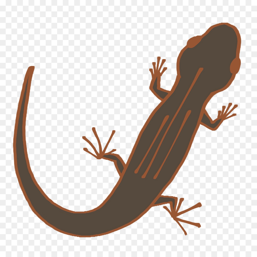 Gecko，Amphibians PNG