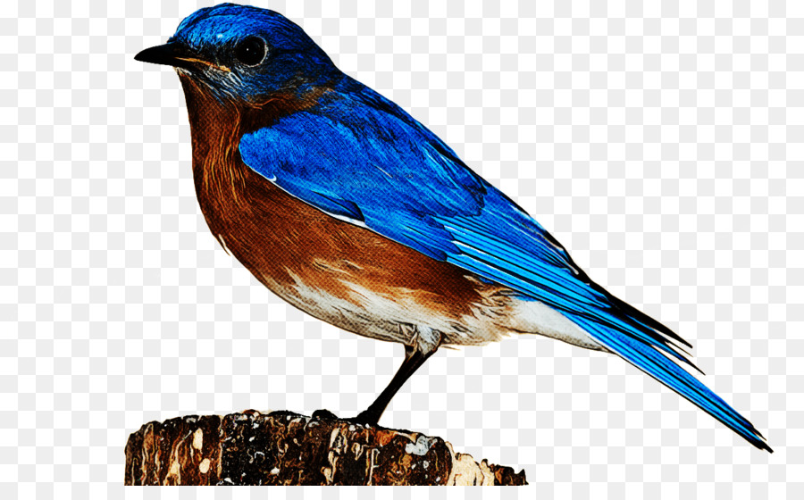 Oriental Bluebird，Aves PNG