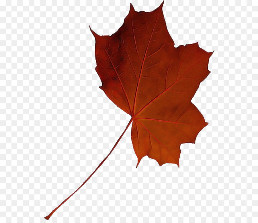 Maple Leaf，Folha PNG