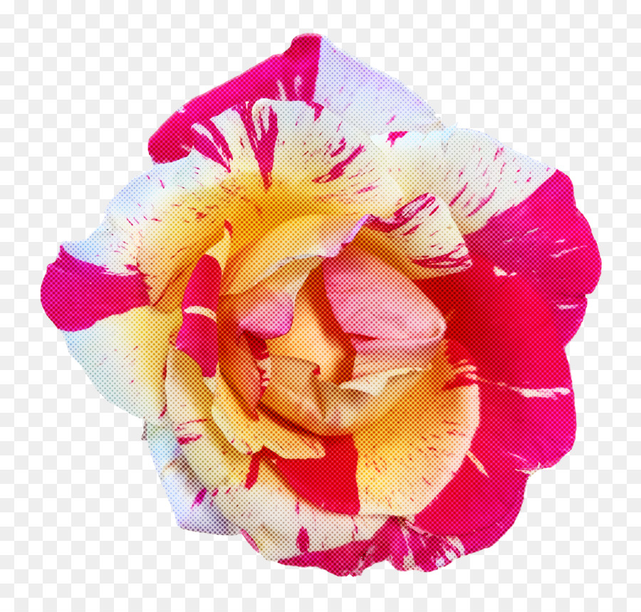 Flor De Hibisco，Flor PNG