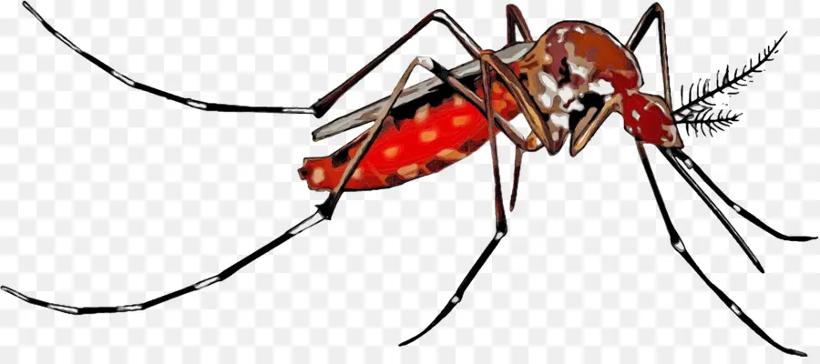 Mosquito，Marrom PNG